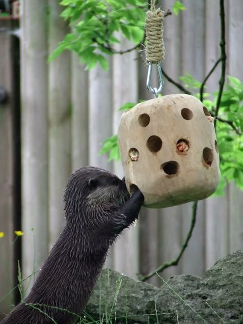 Asian short-clawed otter using the enrichment device at Blackpool Zoo! Animal Enrichment Ideas, Zoo Enrichment Ideas, Otter Enrichment, Tapir Enrichment, Wolf Enrichment, Big Cat Enrichment, Enrichment For Zoo Animals, Wildlife Rehabilitation Enrichment, Lemur Enrichment