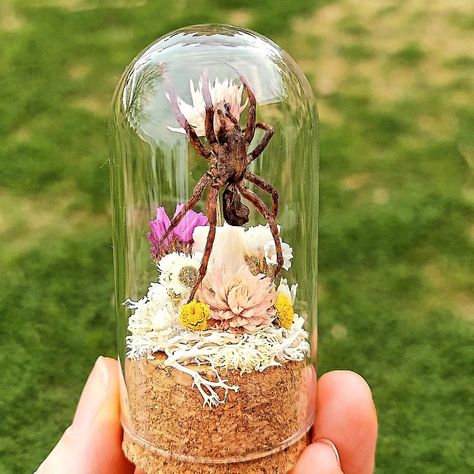 Mini terrariums for some mini critters. . . . #insectdiorama #insecttaxidermy #insectart #insectterrarium #entomologyart #spiders #spiderart #beetles #beetleart #vultureculture #cottagecore #miniterrarium Spider Terrarium, Entomology Art, Beetle Art, Insect Taxidermy, Mini Terrarium, Vulture Culture, Spider Art, Insect Art, Beetles