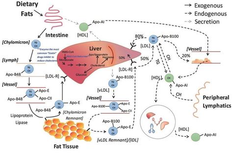 Adrenal Medulla, Lipid Metabolism, Biochemistry Notes, Independence Day Quotes, Cardiac Disease, Plasma Membrane, Medical Videos, Mammary Gland, Chemistry Lessons