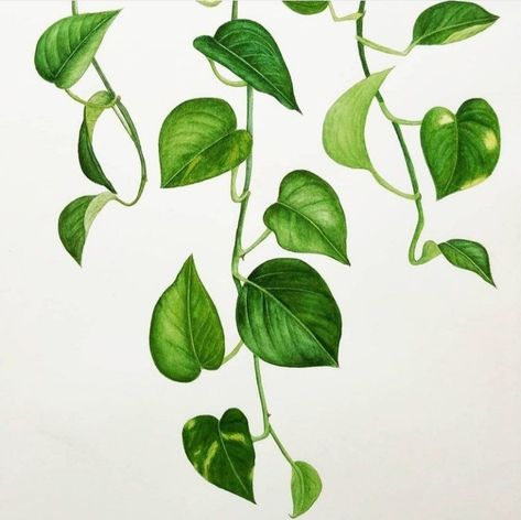 Ivy Plant Tattoo, Leafy Pattern, Candy Bouquet Diy, Plant Background, Plant Tattoo, Diy Abstract Canvas Art, Ivy Plants, Watercolor Plants, Organic Plants