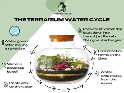 The Science Behind Closed Terrariums: Understanding How They Work – Tropical Glass How To Make A Terrarium, Closed Terrarium Ideas Diy, Closed Terrarium Plants, Tropical Terrariums, Closed Terrarium, Build A Terrarium, Bonsai Diy, Stem Club, Terrarium Gifts