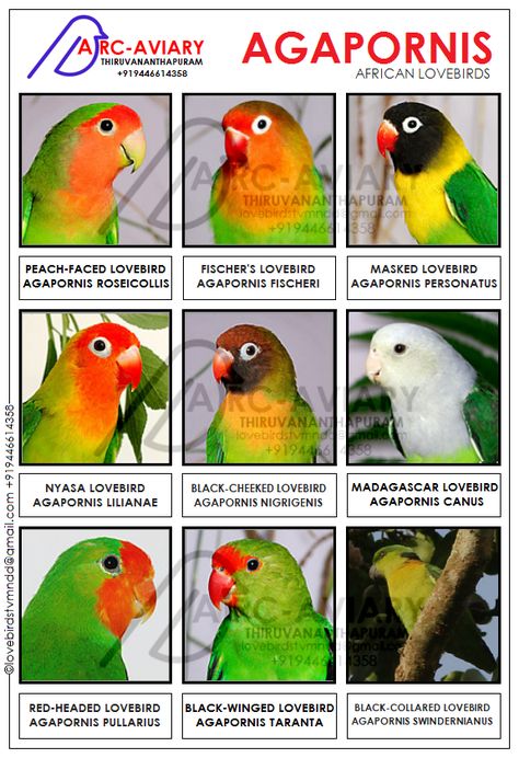 AKHILCHANDRIKA: AGAPORNIS - AFRICAN LOVEBIRDS African Love Birds, African Lovebirds, Love Birds Pet, Bird Breeds, Pet Bird Cage, Parrot Pet, African Love, Bird Types, Bird Aviary