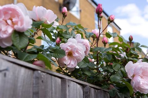 Best Climbing Roses, David Austin Climbing Roses, Climbing Rose, English Country Gardens, Pink Garden, Climbing Roses, Climbing Plants, Country Gardening, English Garden