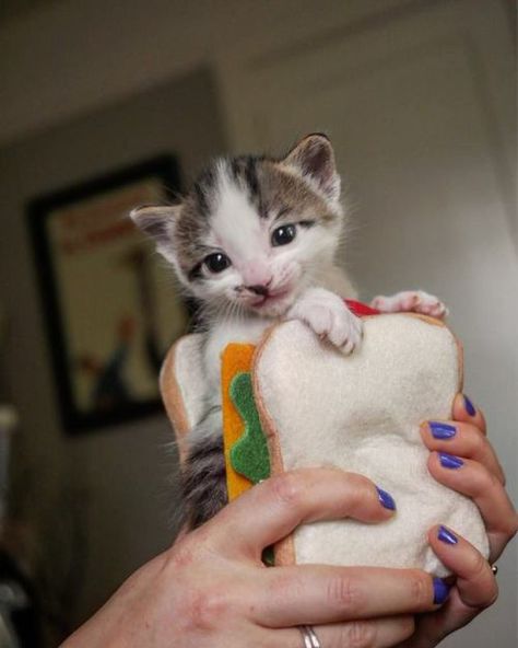 This Guy Makes The Best Kitten Sandwiches And They Look Delicious Cat Sandwich, Cat Website, Dog Ages, Kitten Pictures, Funny Cats And Dogs, Cute Kitten, Happy Cat, Cats And Dogs, Cat Care