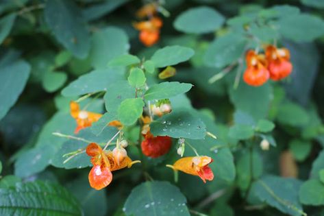 Jewelweed Benefits, Poison Ivy Spray, Jewelweed Salve, Salve Recipes, Herbal Tinctures, Infused Oils, Parts Of A Plant, Homemade Remedies, Poison Ivy