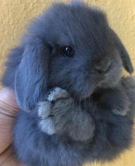 Easter Hare, Cute Bunny Pictures, Cute Small Animals, Cute Animals Puppies, Bunny Pictures, Baby Animals Pictures, The Easter Bunny, Super Cute Animals