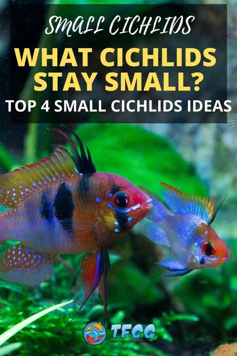 Cichlids Tank Ideas, Cichlids Aquarium Ideas, Chiclids Tank Ideas, Cichlid Tank Ideas, Cichlid Aquarium Ideas, Cichlid Tank, Lake Malawi Cichlids, Cichlid Aquarium, Malawi Cichlids