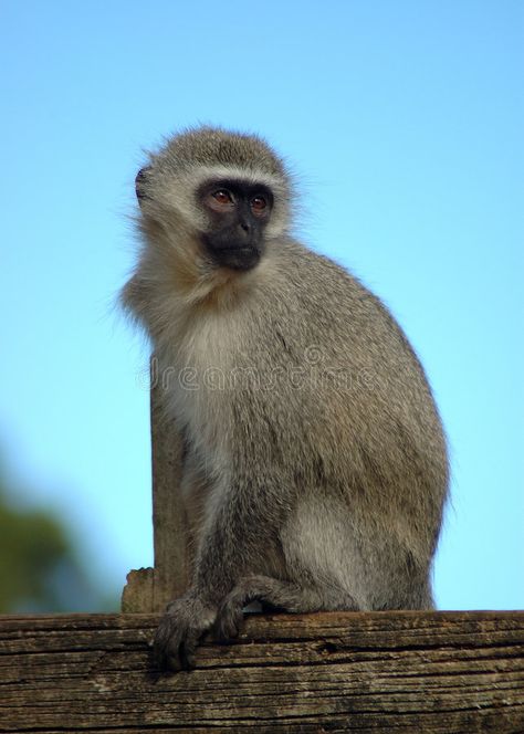 Monkey Sitting, Vervet Monkey, Monkeys, Royalty Free Photos, Free Stock Photos, Stock Photography, Stock Vector, Royalty Free Stock Photos, Stock Images