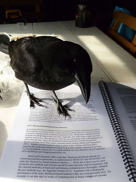 Pet Crow Aesthetic, Crow Aesthetic Cute, Crow Aesthetic, Pet Raven, Crow Pictures, Quoth The Raven, Black Birds, Crows Ravens, The Birds