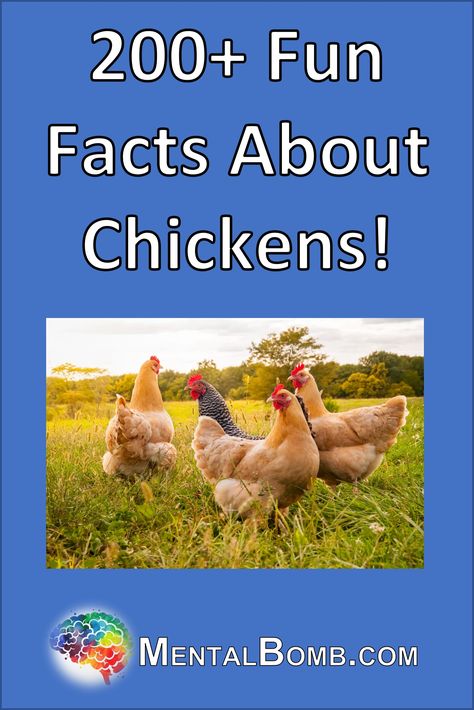 Over 200 fun facts about chickens, fun facts for kids, where they live, what they eat, what they do, and so much more! #FunFacts Facts About Chickens, Chicken Quotes, Chicken Facts, Fun Facts For Kids, Animal Fun, Facts For Kids, Surprising Facts, Animal Facts, They Live