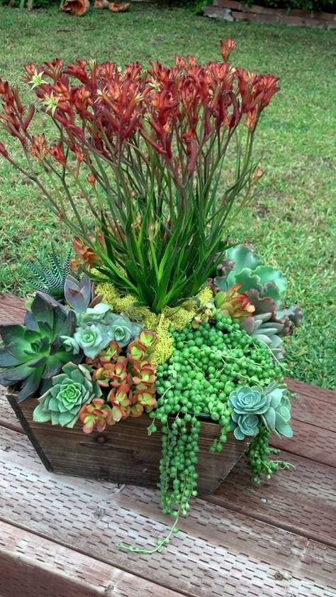 Succulent Decorations, Planter Arrangements, Succulent Landscape, Succulent Containers, Succulent Landscape Design, Front Stoop, Flowering Succulents, Something Green, Succulent Landscaping