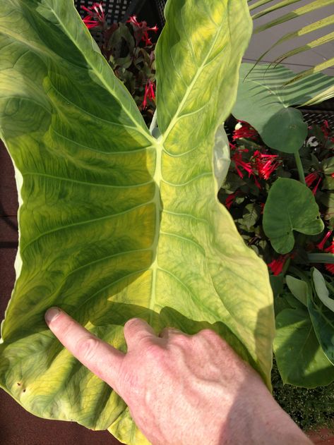 why has my elephant ear suddenly turned yellow? - Gardening & Landscaping Stack Exchange Elephant Ear Flower, Elephant Ear Plants, Best Grass Seed, Plant Leaves Turning Yellow, Banana Water, Elephant Plant, Yellow Elephant, Types Of Houseplants, Elephant Ear Plant