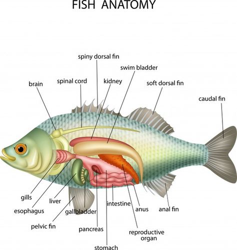 Fish Anatomy, Best Friend Sketches, Goldfish Types, Heart Fish, Grouper Fish, Friends Sketch, Fish Silhouette, Fish Icon, Biology Art