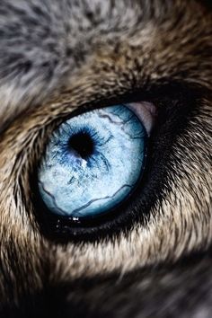 Trust your animal instincts and find your place in the animal kingdom! Cover Foto, Lup Singuratic, Regard Animal, Wolf Eyes, Wolf Love, Wolf Pictures, Beautiful Wolves, Wolf Spirit, Wolf Art