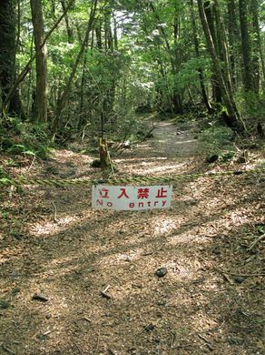 In Class Reference, Book Picnic, Aokigahara Forest, Paranormal Stories, Forest Drawing, Haunted Forest, Creepy Places, Atlas Obscura, Will Wood