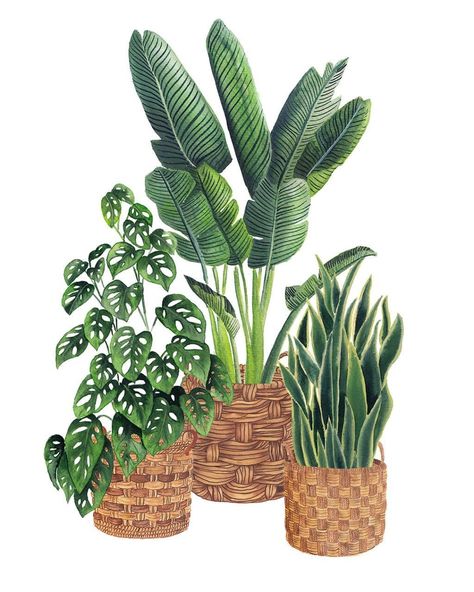 House plant care