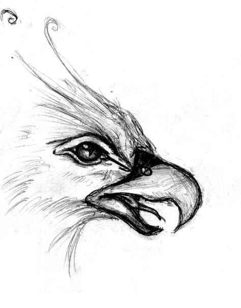 elfwood phoenix face Bird Sketch, Phoenix Bird, A Drawing, The Eye, Phoenix, Sketch, Black And White, White, Black