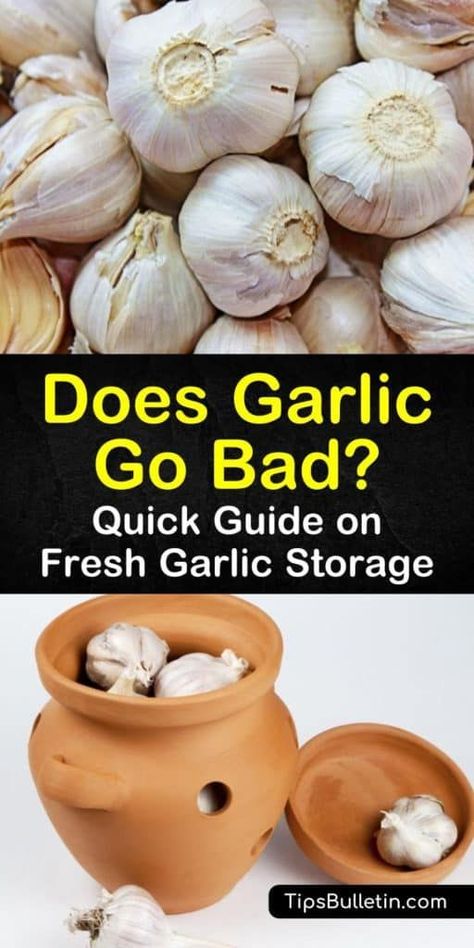 Discover how to tell when fresh garlic goes bad by checking for soft and brown spots. Improve the shelf life of garlic cloves and bulbs by storing them properly. Whole, unpeeled garlic will last longer then peeled or chopped cloves. #badgarlic #garlic #storegarlic Garlic Uses For Health, How To Store Fresh Garlic Bulbs, Store Garlic Cloves How To, Fresh Garlic Storage, Garlic Storage Ideas, Freezing Potatoes, Preserving Garlic, Storing Garlic, Roasting Garlic