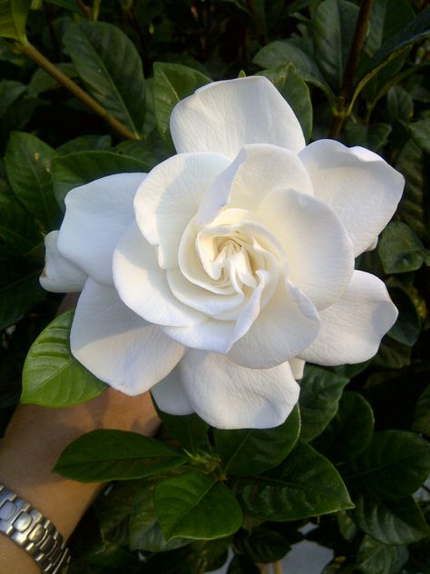 Gardina Flowers, Gardenia Tattoo, Gardenia Bouquet, Gardenia Jasminoides, Inspiration Tattoos, Boquette Flowers, Nothing But Flowers, Flower Therapy, Pretty Plants