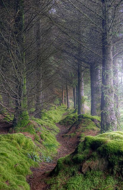 Tree Creeping On the path to King's Cave, Isle of Arran, Scotland. Misty and mysterious, also a great place to dodge the marauding midges... Isle Of Arran, Foto Tips, Sweet Delights, Inspiring Images, Magical Places, Enchanted Forest, Pretty Places, In The Woods, Nature Beauty