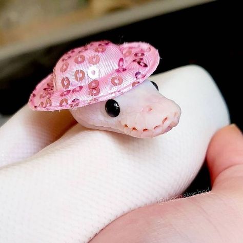 Snakes With Hats, Baby Snakes, Snake Shedding, Pretty Snakes, Cute Reptiles, Cute Snake, Pet Snake, Ball Python, Silly Animals