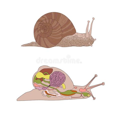 Morphology, cross-section of snail. Zoology, anatomy, morphology, cross-section , #Ad, #section, #cross, #Morphology, #snail, #morphology #ad Snail Illustration, Section Drawing, Anatomy Drawing, Cross Section, Zoology, Sea Animals, Image Illustration, Biology, Anatomy