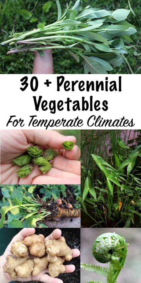 30+ Perennial Vegetables for Temperate Climates ~ Tired of starting over every spring? Plant perennial vegetables once and harvest for a lifetime! Not just for tropical climates, there are plenty of perennial vegetables for temperate climates. We grow just about all of these on our Vermont homestead in Zone 4. #permaculture #perennials #homesteading #growingfood #selfsufficiency #homestead #selfreliant Zone 4 Perennials, Permaculture Homestead, Best Plants For Shade, Easy Perennials, Long Blooming Perennials, Drought Tolerant Perennials, Shade Loving Perennials, Shade Garden Plants, Perennial Vegetables