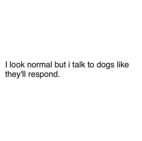 Desperate Quotes, Animal Lover Quotes, Obsession Quotes, Notes Life, Dog Lover Quotes, Dog Quotes Love, Dog Quotes Funny, I Like Dogs, Good Relationship Quotes