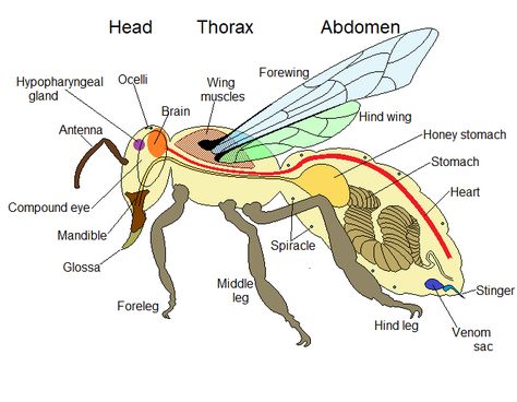 Bee Diagram, Bee Anatomy, Basic Anatomy And Physiology, Bee Art, Anatomy And Physiology, Bee Keeping, Horror Art, Honey Bee, Preschool Activities