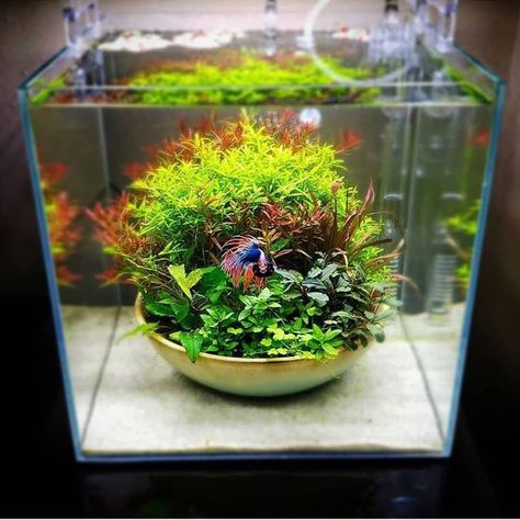 Aquarium Hobby on Instagram: “Who thought a Betta tank could be this nice? -----Photo from @glassgroveaquascaping  #betta #bettafish #plant #garden #pot #plantpot #green…” Fish Aquarium Decorations, Fish Tank Themes, Diy Succulent Terrarium, Fish Tank Terrarium, Amazing Aquariums, Lots Of Plants, Cool Fish Tanks, Fish Tank Design, Betta Aquarium