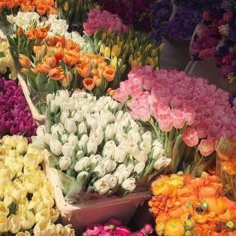 it ends with us aesthetic. It Ends With Us, Tulips, On Twitter, Twitter, Flowers