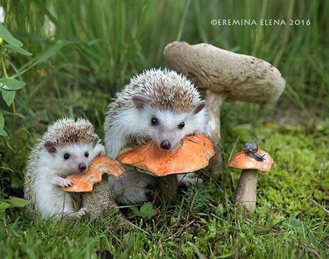 Nutritious Breakfast, Cute Hedgehog, Mother Son, Arte Animal, Hedgehogs, Cute Creatures, Sweet Animals, The Grass, Animal Photo