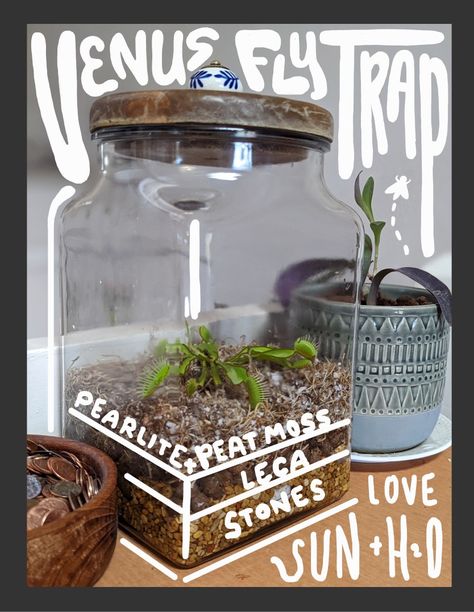 Remember to water with Distilled water 
•venus fly trap Fly Trap Terrarium, Venus Fly Trap Terrarium, Carnivorous Plants Terrarium, Plants Terrarium, Terrarium Ideas, Fly Trap, Venus Fly Trap, Fly Traps, Carnivorous Plants