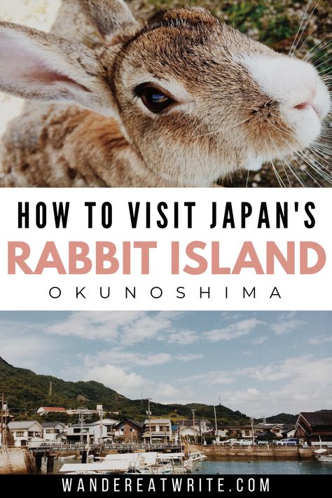 Text: How to visit Japan's rabbit island Okunoshima; top photo: brown rabbit looking up into camera; bottom photo: a Japanese fishing village by the water with a few boats, small pier, and mountain backdrop Fox Island Japan, Rabbit Island Japan, Bunny Island Japan, Animals In Japan, Bunny Island, Ski Destinations, Rabbit Island, Swimming With Whale Sharks, Japan Itinerary