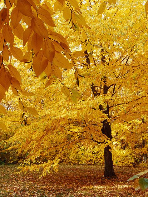 Sweet Birch  A beautiful tree, we love sweet birch for its cinnamon-colored peeling bark and triangular dark green leaves that turn beautiful golden-yellow in fall.  Name: Betula lenta  Growing Conditions: Sun to shade and moist, well-drained soil  Size: To 50 feet tall  Zones: 3-7  Native to North America: Yes Image Zen, Garden Plot, Under A Tree, New England Fall, Birch Trees, Autumn Beauty, Yellow Leaves, Yellow Aesthetic, Fall Color