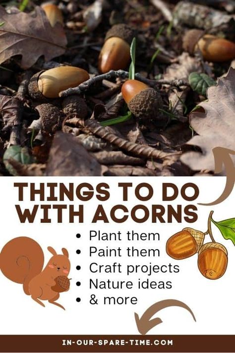 Things to Do With Acorns | In Our Spare Time Uses For Acorns, Craft Ideas Using Acorns, What To Do With Acorns, Acorn Science Experiment, Acorn People Craft, How To Prepare Acorns To Eat, Preparing Acorns For Crafts, Burr Oak Acorn Craft, Make Your Own Game