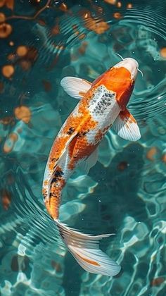 Pictures Of Koi Fish, Koi Pond Photography, Koi Fish Photos, Koi Fish Reference Photo, Animal Drawing Reference Photo, Animal Photo Reference, Koi Fish Real, Koi Fish Pictures, Reference Photos Animals