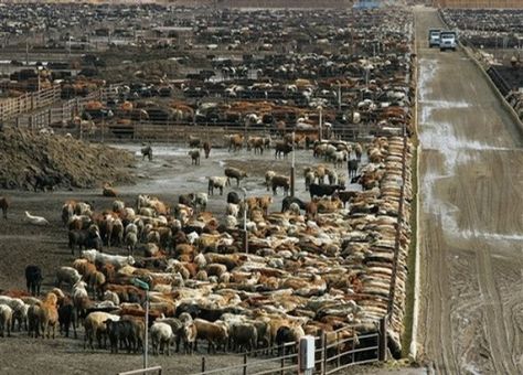 Factory Farming, The Climate, and You! Factory Farming, Central California, Eat Meat, Grass Fed Beef, Animal Books, Save Earth, Animal Rights, Save The Planet, Agriculture