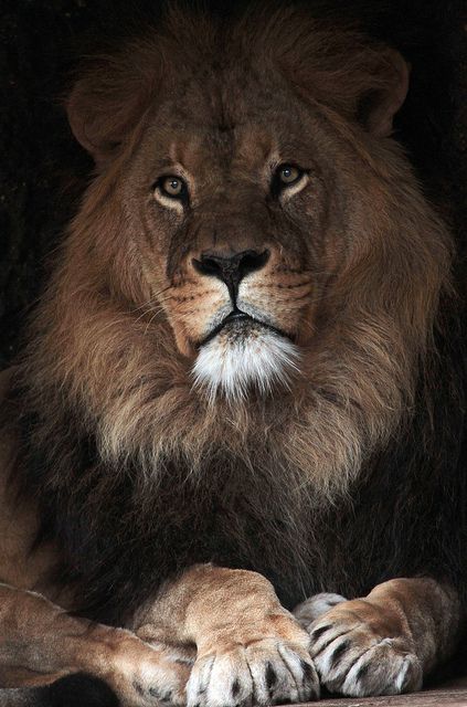 Beautiful Lion - Awesome Photo Lion Pics, Lion Kings, Animal Anime, Panthera Leo, Beautiful Lion, King Lion, Lion Love, Lion Pictures, Majestic Animals