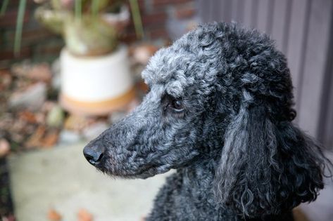 Grooming your poodle at home can save you money and increase the bond between you and your pet. Toy Poodle Puppy Cut, Poodle Puppy Cut, Dog Ear Cleaner, Poodle Hair, Puppy Cut, Poodle Grooming, Toy Poodle Puppies, Grooming Style, Hypoallergenic Dogs