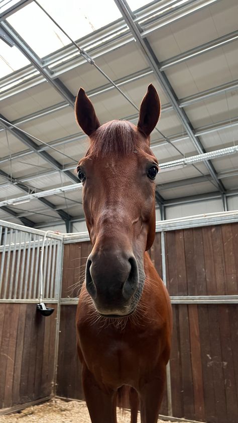 Dark Chestnut Horse, Chestnut Horse Aesthetic, English Horseback Riding, Brown Horses, Horse Riding Aesthetic, Horsey Life, Dog Cat Pictures, Reining Horses, Cute Horse Pictures