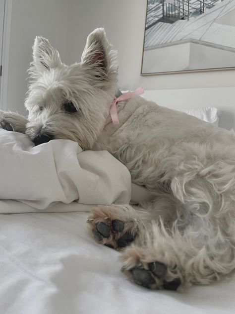 Westie dog aesthetic with bow Westie Aesthetic, Westie Dog, Puppy Mom, Westie Puppies, Dog Aesthetic, Dream Dog, Westie Dogs, Puppy Gifts, West Highland Terrier