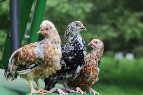 Swedish Flower Hen, Pullets Chickens, Cream Legbar, Black Copper Marans, Olive Egger, Hen Coop, Easter Eggers, Laying Hens, Blue Eggs