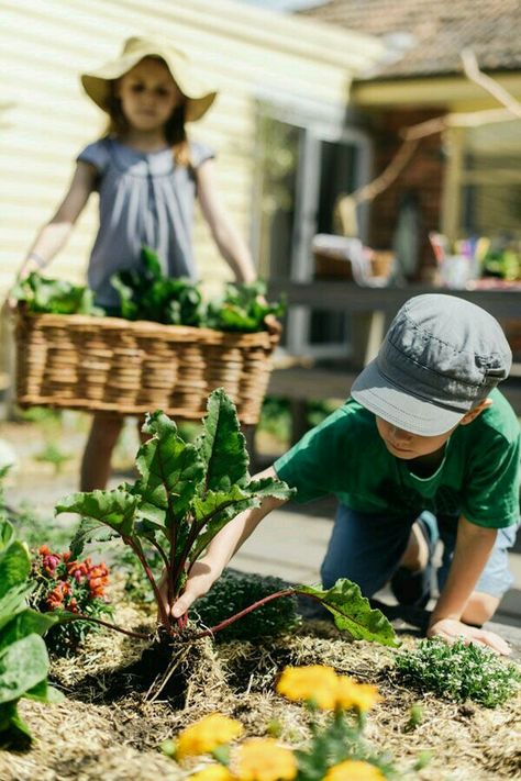 Sage Garden, Gardening Photography, Garden Harvest, Garden Photography, The Design Files, Gardening For Kids, 인물 사진, Gardening For Beginners, Kitchen Garden