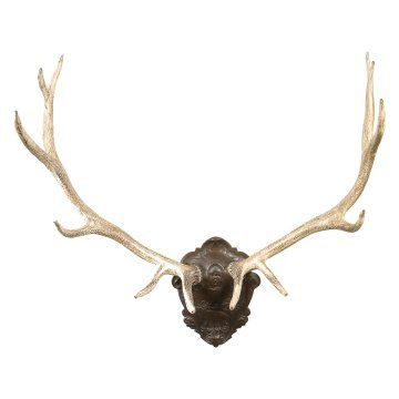 plaque with stag Antler Wall Art, Deer Skull Art, Trophy Plaques, Deer Mounts, Skull Crafts, Antler Wall, Moody Decor, Stag Antlers, Black Forest Decor