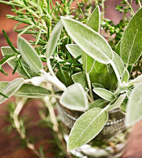 Make It Effortless Using herbs in vases all around the table is a great way to add a delicious smell to compliment your meal. Rosemary Centerpiece Ideas, Autumn Herbs, Fall Herbs, Thanksgiving Table Settings Centerpieces, Thanksgiving Centerpiece Ideas, Herb Centerpieces, Pretty Jars, Thanksgiving Centerpieces Diy, Herb Wedding