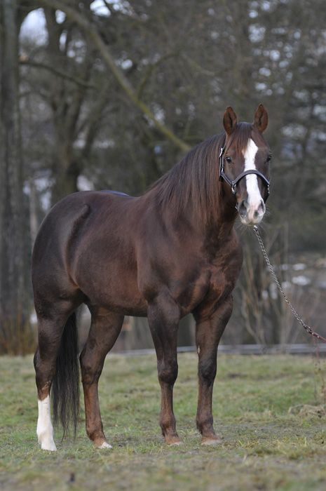 Photo Credit: Unknown Quarter Horse Stallion, Aqha Horses, American Quarter Horse, Majestic Horse, Horse World, Horses And Dogs, Chestnut Horse, All The Pretty Horses, Horse Crazy