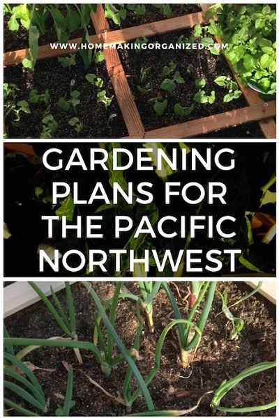 Pacific Northwest Vegetable Garden, Pacific Northwest Gardens, Pacific Northwest Gardening, Evergreen Bed, Pacific Northwest Landscaping, Pnw Landscaping, Washington Garden, Pnw Garden, Pacific Northwest Garden