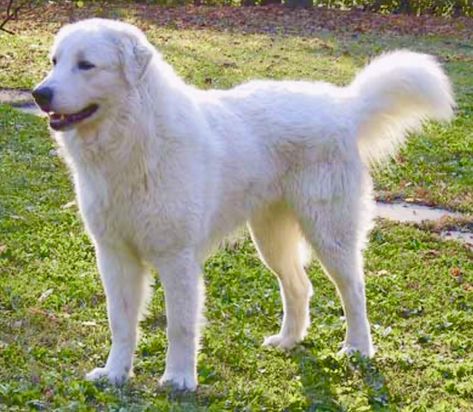 White Retriever, Maremma Dog, Maremma Sheepdog, Pyrenean Mountain Dog, Hound Dog Breeds, Top Dog Breeds, Livestock Guardian Dog, Sheep Dogs, Unique Dog Breeds