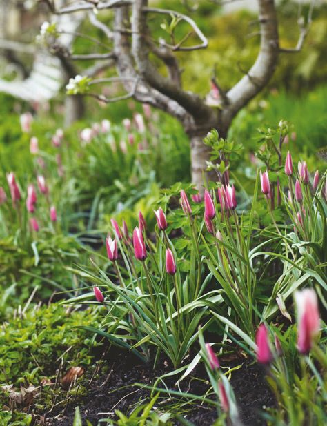 Species Tulips, How To Grow Tulips, Grow Tulips, Edible Grass, Growing Tulips, Planting Combinations, Canada House, Tulip Garden, Small Pots